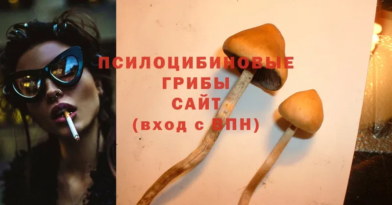 Галлюциногенные грибы Psilocybe  Красавино 